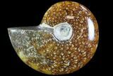 Polished, Agatized Ammonite (Cleoniceras) - Madagascar #88099-1